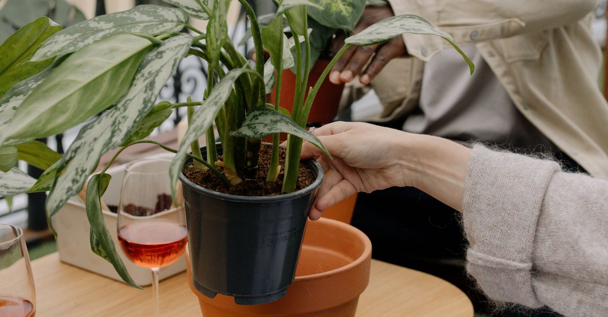 O jeito certo de regar plantas de interior
