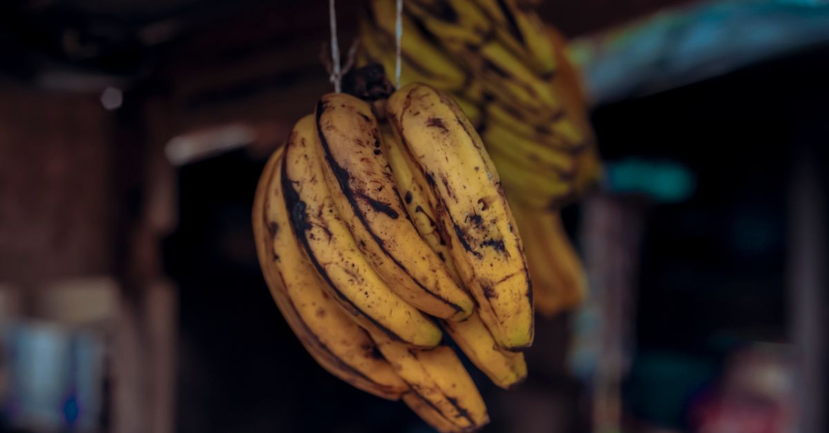 Cacho de bananas maduras pendurado por um barbante em ambiente escuro e rústico.